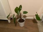 Homalomena rubescens (maggy), Huis en Inrichting, Ophalen