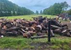 Brandhout te koop - 100 kuub beschikbaar, Tuin en Terras, Haardhout, 6 m³ of meer, Ophalen, Overige houtsoorten, Blokken