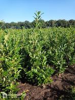 Laurier Prunus caucasica 60 tot 180cm haag planten struiken, Ophalen of Verzenden, Laurier, Struik, 100 tot 250 cm