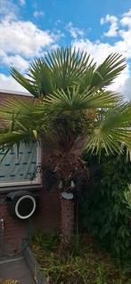 Trachycarpus fortunei plantjes, Huizen en Kamers, Kamers te huur