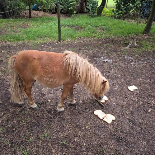 Prachtige 1jarige en 4 jarige mini hengstjes, Dieren en Toebehoren, Paarden en Pony's | Dekhengsten en Fokmerries, Hengst