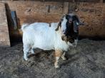 Beste  stamboek boerbok, Dieren en Toebehoren, Mannelijk, Geit, 3 tot 5 jaar