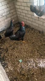 4 jongen hanen te koop, Dieren en Toebehoren, Pluimvee, Meerdere dieren, Kip