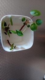 Pannenkoek plantjes, Ophalen, Overige soorten, Halfschaduw, Minder dan 100 cm