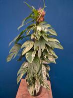 Epipremnum pinnatum Marble Variegata p17 (1), Huis en Inrichting, Kamerplanten, Ophalen of Verzenden, Halfschaduw, Minder dan 100 cm