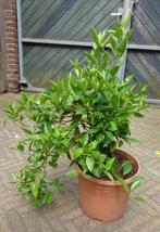 Mandarijnenboompjes, Ophalen, Fruitplant, In pot, Minder dan 100 cm