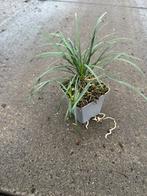 Ophiopogon Japonicus - Slangenbaard, Ophalen, Bodembedekkers, Vaste plant, Halfschaduw