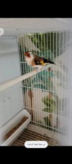 te koop major putter man van 2024, Dieren en Toebehoren, Vogels | Overige Vogels
