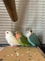 3 mooie baby agaponis, Meerdere dieren, Dwergpapegaai of Agapornis, Tam