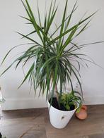 Dracaena Marginata kamerplant, 100 tot 150 cm, In pot, Yucca, Groene kamerplant