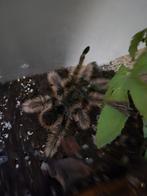 Vogelspin inclusief terrarium, Dieren en Toebehoren, Spin of Schorpioen