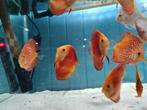 Discus Super Red Melon, Symphysodon Discus Super Red Melon, Vis, Zoetwatervis
