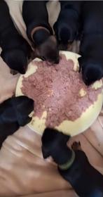 Nog 2 reutjes beschikbaar, Dieren en Toebehoren, Honden | Teckels en Dashonden, CDV (hondenziekte), 8 tot 15 weken, Korthaar, Dwerg
