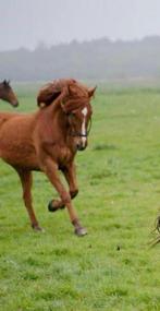 Lieve draver ruin te koop, Dieren en Toebehoren, Paarden, Ruin, Zadelmak, 160 tot 165 cm, 11 jaar of ouder