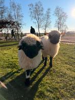 Schapenvachten gezocht, Meerdere dieren, Schaap