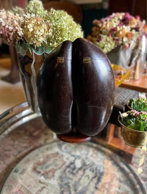 Coco de Mer (Lodoicea Maldivica), Antiek en Kunst, Antiek | Overige Antiek, Ophalen of Verzenden