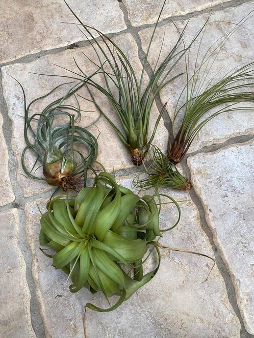 Tillandsia, Luchtplanten set van 5 stuks, Topkans voordelig, Huis en Inrichting, Kamerplanten, Overige soorten, Minder dan 100 cm