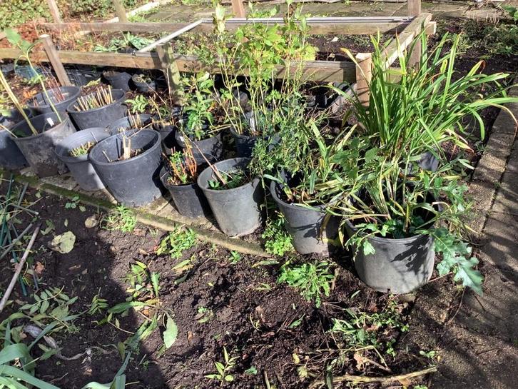 Vaste planten, Tuin en Terras, Planten | Tuinplanten, Overige soorten, Volle zon, Ophalen