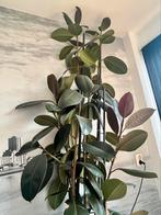 Ficus elastica abidjan - Rubberplant, Ophalen of Verzenden, Ficus, 200 cm of meer