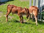 Mini zeboe stierkalfje, Dieren en Toebehoren, Mannelijk, 0 tot 2 jaar