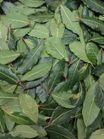 Biologisch laurierblad handpicked 25gram, Diversen, Levensmiddelen, Verzenden