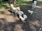 Puppies Pastore Maremmano Abruzzese, Dieren en Toebehoren, Overige rassen, Meerdere, Meerdere dieren, Nederland