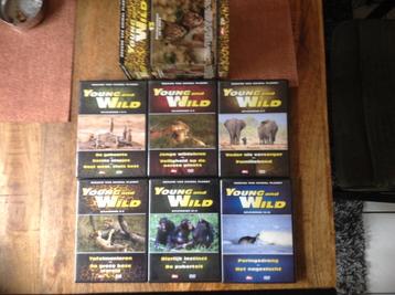 Young and Wild Box met 6 dvd,s( Origineel en in Nieuwstaat  beschikbaar voor biedingen