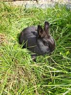 Lief kleurdwerg konijntje, Dieren en Toebehoren, Vrouwelijk, Dwerg, 0 tot 2 jaar