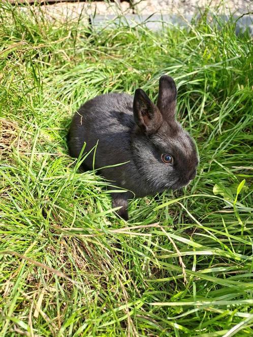 Lief kleurdwerg konijntje, Dieren en Toebehoren, Konijnen, Dwerg, Vrouwelijk, 0 tot 2 jaar