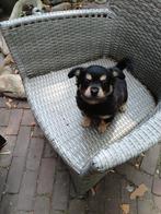 Lieve chihuahua pups, Dieren en Toebehoren, Overige rassen, Meerdere, Meerdere dieren, Nederland