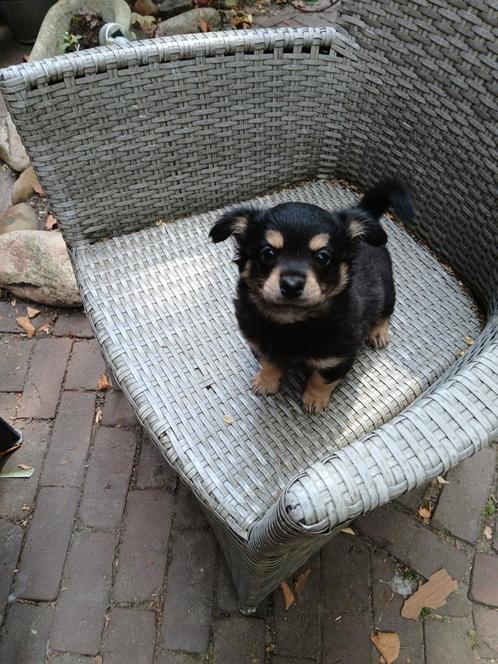 Lieve chihuahua pups, Dieren en Toebehoren, Honden | Chihuahua's en Gezelschapshonden, Meerdere dieren, Overige rassen, Fokker | Hobbymatig