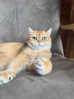 2 lieve Britsekorthaar katten zoeken een nieuw thuis, Dieren en Toebehoren, Katten en Kittens | Raskatten | Korthaar, Poes, Gechipt