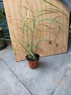 Miscanthus sinensis 'Kleine Silberspinne, Ophalen, Volle zon, Vaste plant, Siergrassen