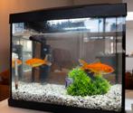 Aquarium met goudvissen, Dieren en Toebehoren, Ophalen, Zo goed als nieuw, Gevuld zoetwateraquarium