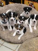 BOERENFOX PUPS, Dieren en Toebehoren, Honden | Jack Russells en Terriërs, Parvo, Overige rassen, 8 tot 15 weken, Meerdere
