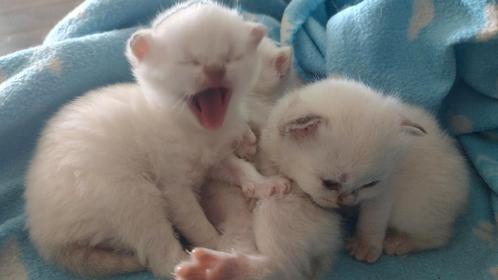Raszuivere half langharige Britjes, klaar voor vertrek, Dieren en Toebehoren, Katten en Kittens | Raskatten | Langhaar, Poes, 0 tot 2 jaar