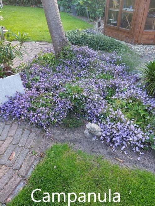 Campanula blauw  Bodembedekker, Tuin en Terras, Planten | Tuinplanten, Vaste plant, Bodembedekkers, Lente, Ophalen