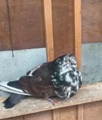 Doffer, Dieren en Toebehoren, Vogels | Duiven, Mannelijk, Kropper