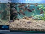 Metriaclima Zebra Chilumba Maisoni Reef Malawi Cichliden, Dieren en Toebehoren, Vissen | Aquariumvissen, Zoetwatervis, Vis