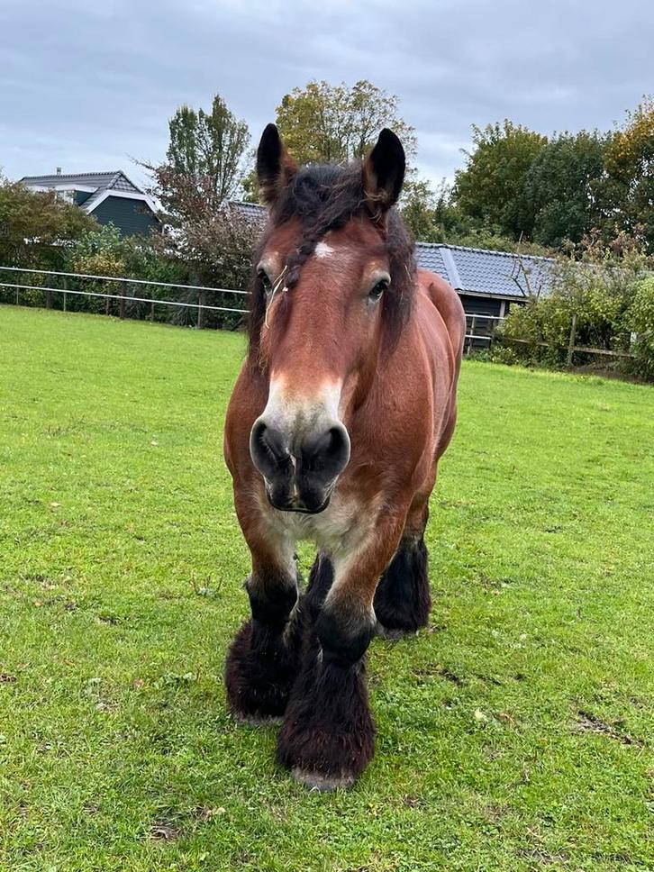 Te koop Belg, Dieren en Toebehoren, Paarden, Ruin, Recreatiepaard