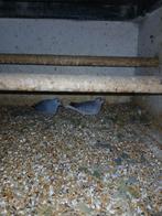 Te koop 2 diamant duivinnen, Vrouwelijk