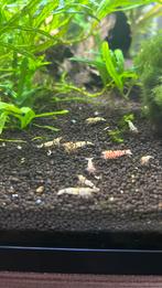 Black Fancy Tiger garnelen, Kreeft, Krab of Garnaal, Zoetwatervis, Schoolvis