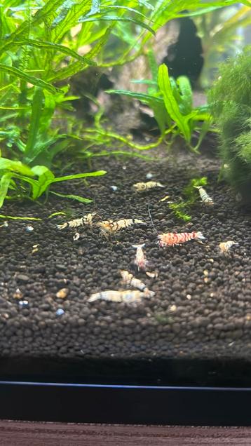 Black Fancy Tiger garnelen beschikbaar voor biedingen