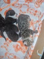 2 leuke kittens, Kortharig, 0 tot 2 jaar
