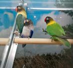 Agapornissen diverse soorten., Meerdere dieren, Dwergpapegaai of Agapornis