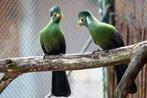 Te koop koppel Witwang Toerako uit buitenvoliere, Dieren en Toebehoren, Meerdere dieren, Tropenvogel, Geringd