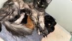 Kerst kittens geboren Maine Coon🎄🐾, Dieren en Toebehoren, Katten en Kittens | Raskatten | Langhaar, Meerdere dieren, Gechipt