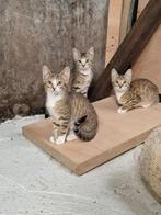Boerderij kittens te koop, Dieren en Toebehoren, Katten en Kittens | Overige Katten, Kater, Kortharig, 0 tot 2 jaar