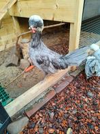 Jonge Kuifhoender haan (kriel), Dieren en Toebehoren, Mannelijk, Kip