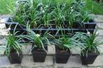 liriope muscari / Leliegras, Ophalen, Zomer, Bodembedekkers, Volle zon